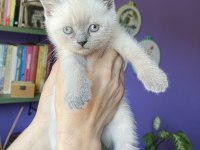 Sahiplendirme british shorthair