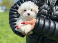 Minik akıllı maltipoo erkeğim