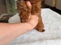 Kore Maltipoo bebeklerimiz