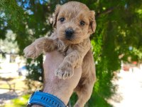 Sağlıklı ve dünyalar tatlısı Maltipoo köpekler
