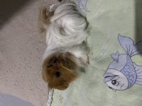 Yavru ginepig