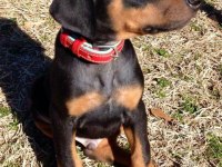 Doberman Dolandırılmaya Son Kapıda Ödeme Hizmeti