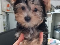 3 aylık dişi yorkshire anne baba kendi köpeğimiz