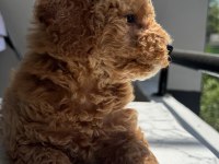 En güzel poodle köpekler