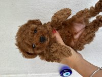 Sağlık garantili toy poodle kore