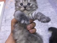TATLI EĞİTİMLİ YAVRU CİNS KEDİLER