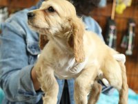 Dost Canlısı Meraklı Tatlı Amerikan Cocker