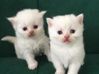 baba secereli safkan british shorthair yavrular