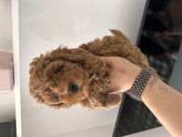 Orjinal red poodle
