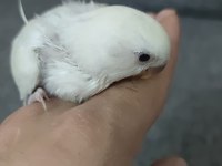 SEVDA PAPAĞANI YEME DÜŞMÜŞ EL BESLEME ELE ALIŞIK