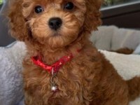 Toy Poodle Köpekler