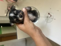 Muhteşem Morkie bebeklerimiz