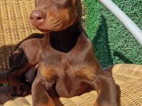 Kızıl asıl Doberman YAVRU