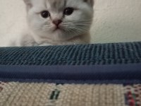 Efsane british shorthair bebeklerim