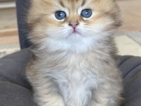 GOLDEN BRİTİSH LONGHAİR SÜPER FACE