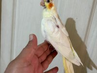 45 Günlük Full Evcil Lutino Sultan Papağanı Bebek