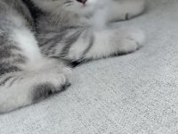 Kediler ücretsizdir ama aşı takibi şartıyla yalnız ankara