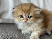 Baba Safkan Scottish Fold Golden Ny11 Yavrum