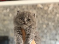 Brıtısh Longhaır Gri Yavrularım