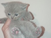 Safkan british shorthair bebekler