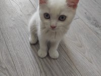 Dişi british longhair beyaz kedimiz