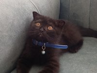 Scottish Fold Yavru