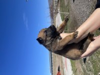 Kalitenin adresi kaliteli malinois yavrular