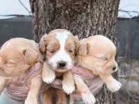 Maltipoo yavrularımız
