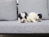 Maltipoo miniklerim