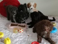 Evde bakılabilecek en uygun cins toy poodle