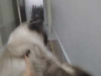 Bir yaşa yakın çipi var bakımlı sağlıklı kedimiz