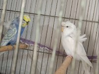 Takım Muhabbet Kuşu Japones Yer Ümraniye Takas Düşünülür