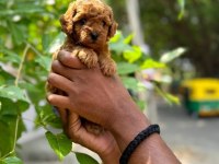 TOY POODLE YAVRULARI