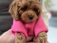 Toy Poodle Orjinal Köpeğimiz
