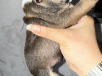 FRANSIZ BULLDOG