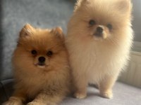 2 aylık pomeranian yavrumuz