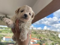 Sevimli maltipoo canlar