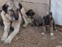 Orjinal sivas kangal yavruları