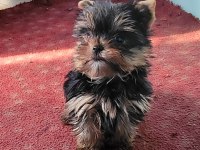 Safkan ırk garantili yorkshire terrier bebekler