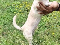 Pinscher 4 aylık