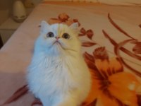 British Longhair Dişi