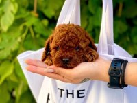 BİRBİRİNDEN TATLI TOY POODLE YAVRULARIMIZ
