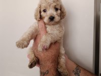 Maltipoo bebekler