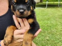 Dişi erkek rottweiler kapıda ödemeli güvenli sistem