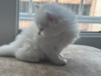 British longhair yavru