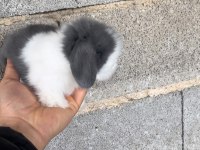 Hollanda Teddy Lop Tavşan Yavruları