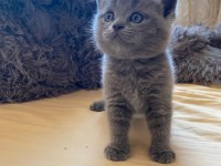 A kalite british shorthair yavrular yeni sahiplerini arıyor