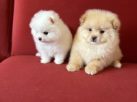 POMERANİAN BOO