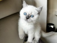 British Shorthair Blu Point 2 Aylık Yavru