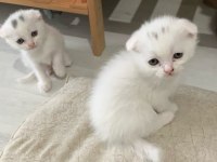 A kalite scottish fold yavrular